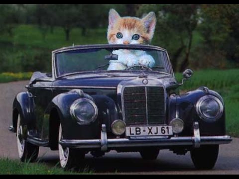 A Cat car for you to start meowing!